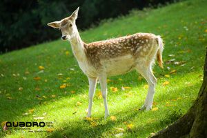 Wild- und Wanderpark Silz